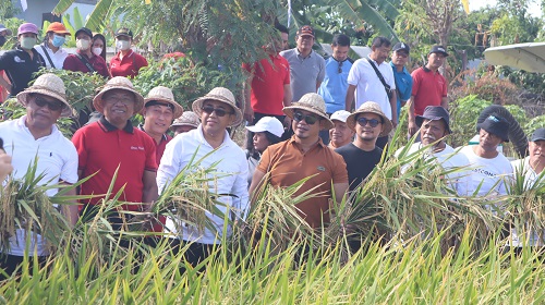Panen Raya Subak Intaran Desa Sanur Kauh