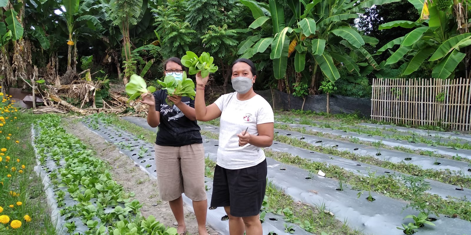 Kegiatan Panen  Ketahanan Pangan Desa Sanur Kauh